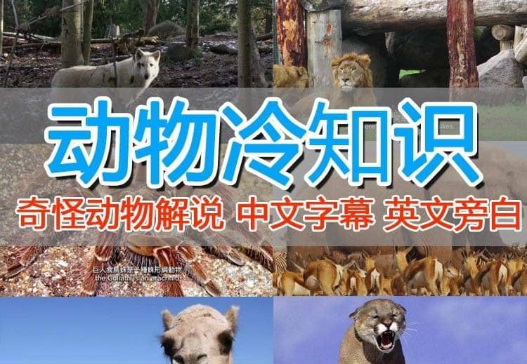外面卖1699的国外纪录片解说（动物解说、美食、动画片）稳过中视频-天天资源网
